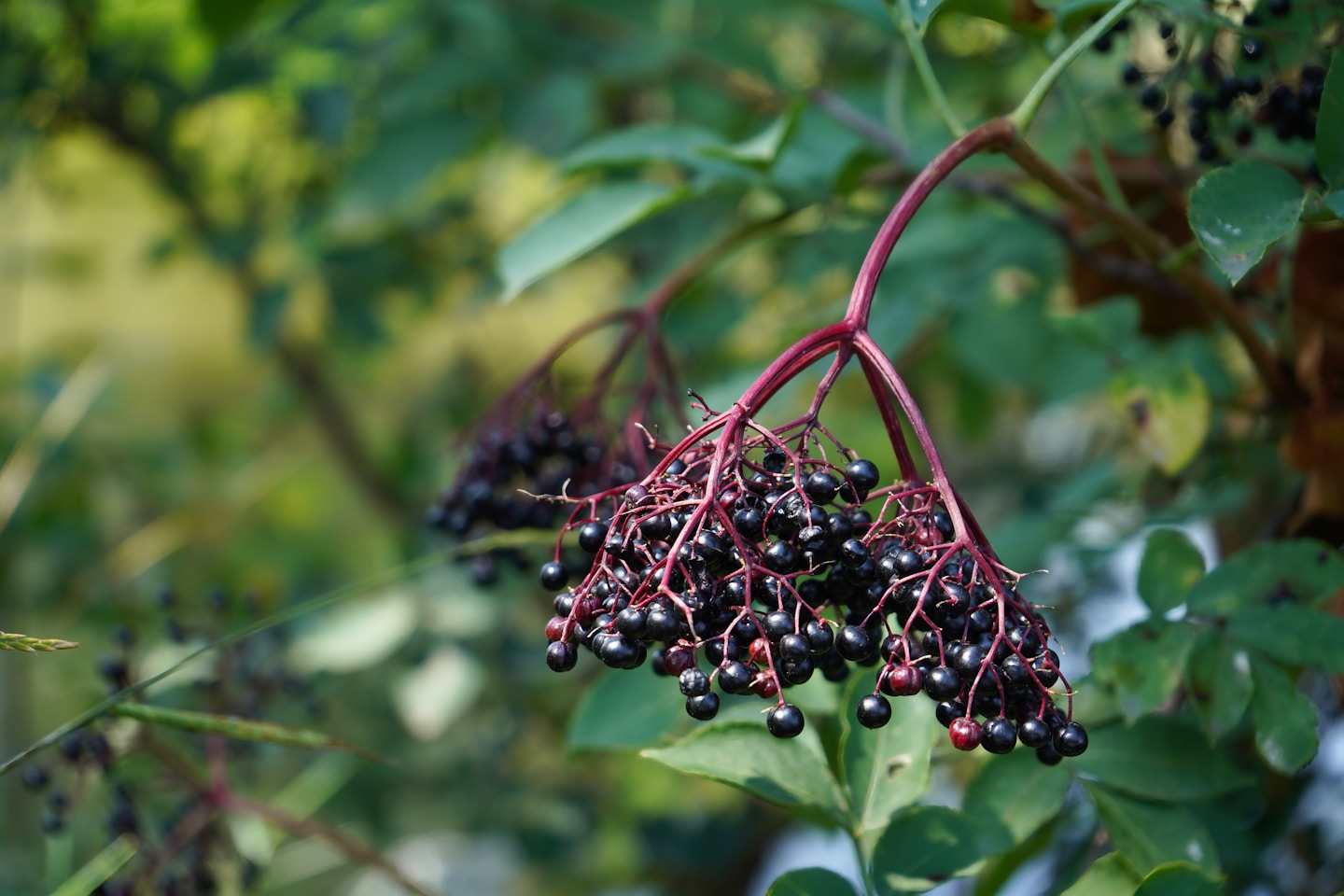 Sambucus nigra is a species complex of flowering plants in the family Adoxaceae native to most of Europe. Common names include elder, elderberry, black elder, European elder, European elderberry, and European black elderberry. It grows in a variety of conditions including both wet and dry fertile soils, primarily in sunny locations. The plant is widely grown as an ornamental shrub or small tree. Both the flowers and the berries have a long tradition of culinary use, primarily for cordial and wine. Wrocław, Poland
