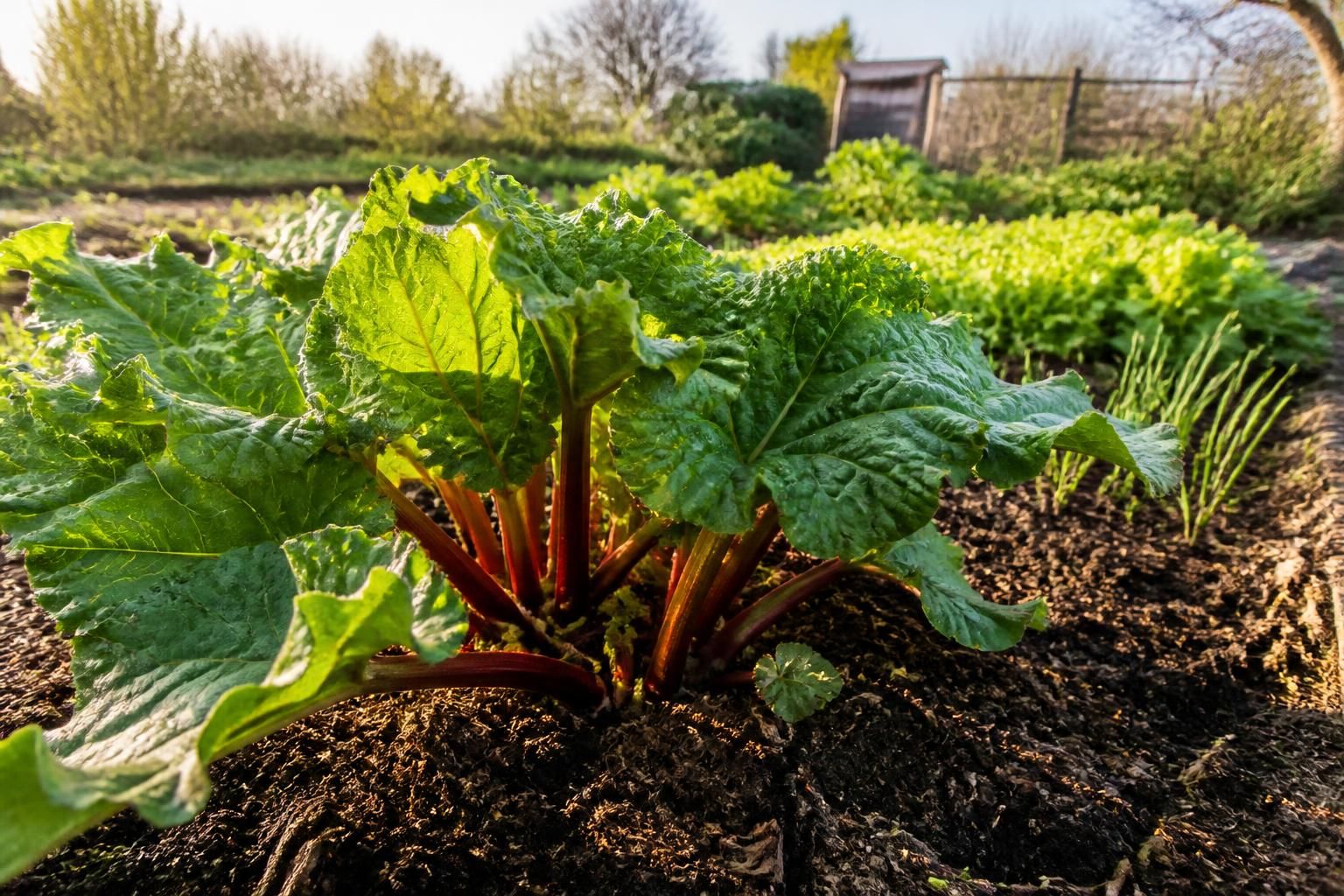 découvrez le meilleur moment pour planter la rhubarbe afin d'assurer une récolte optimale au jardin. conseils pratiques pour réussir la culture de la rhubarbe.