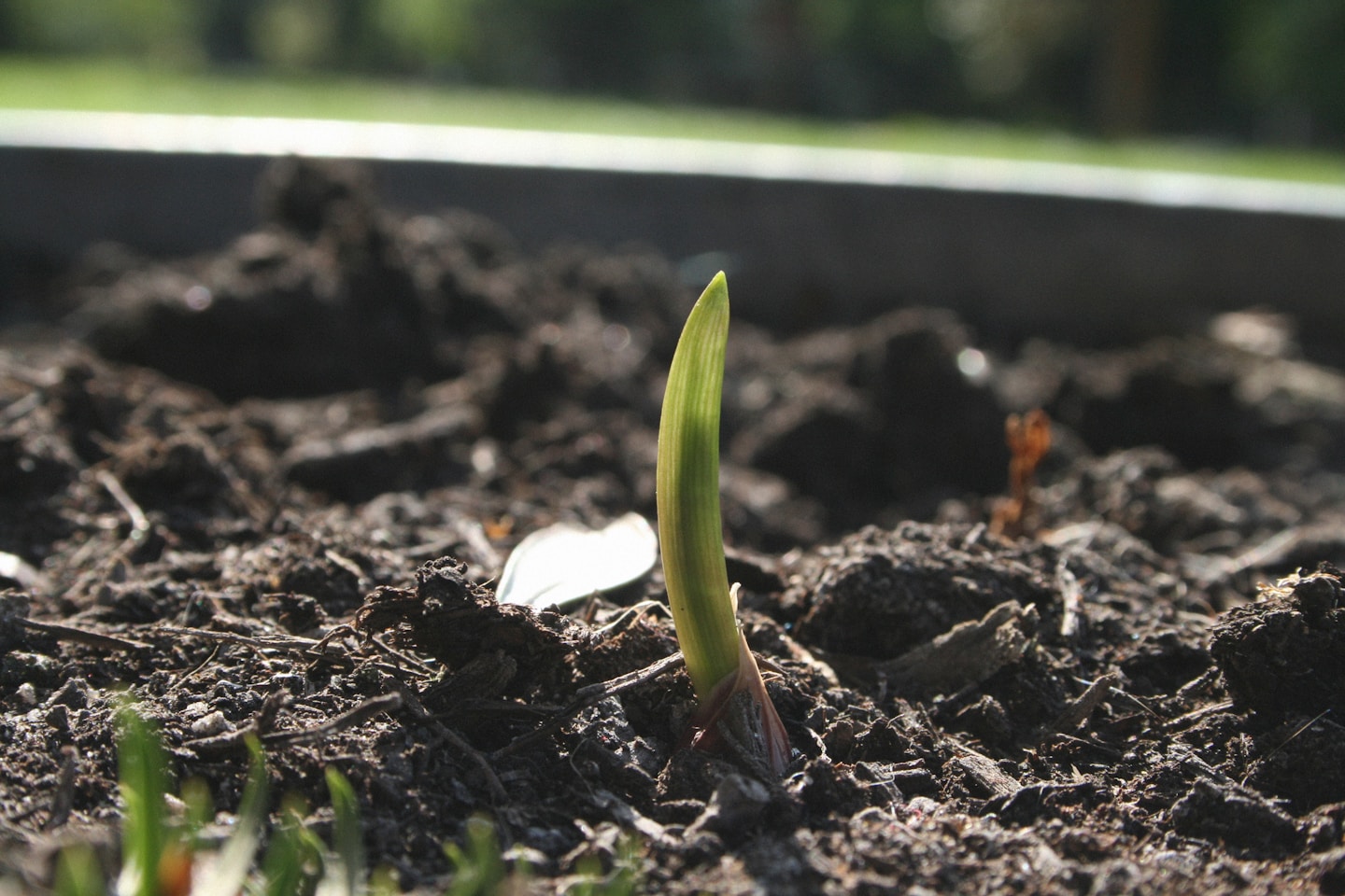 fresh green onion growing